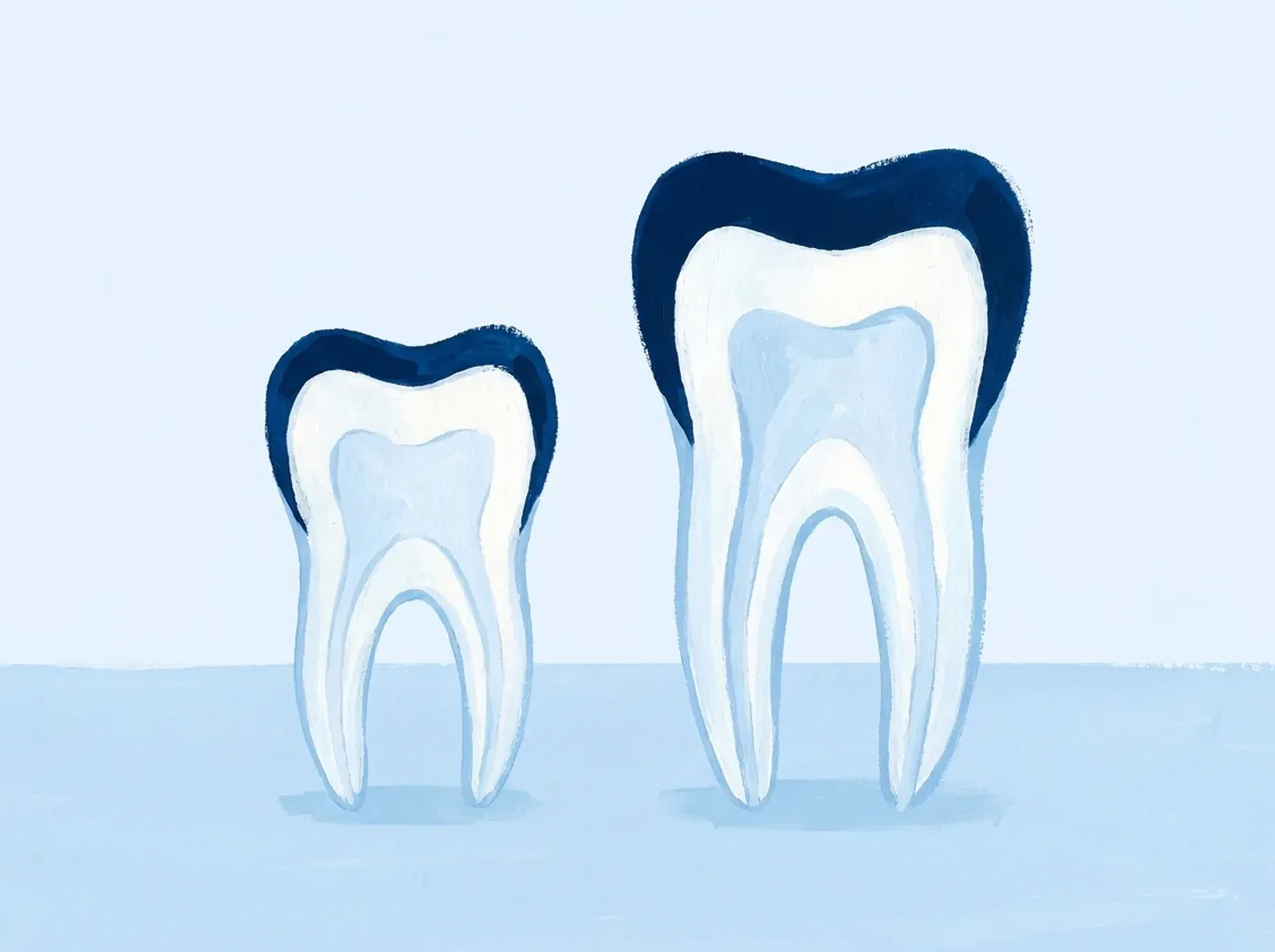 Dos dientes cortados: el de leche tiene la capa exterior mucho más fina que el definitivo