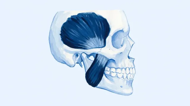 Un esquema de la mandíbula con los músculos que la mueven marcados, sin rostro