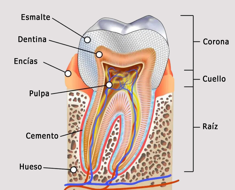 anatomia diente