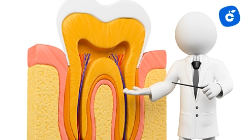 Pulpa dental