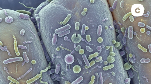 microbiotica oral