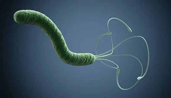 helicobacter pylori